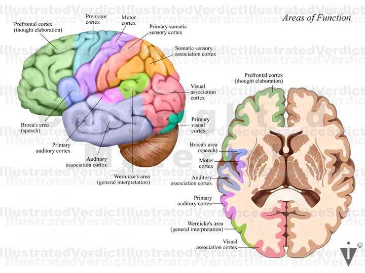 3 parts of the brain diagram