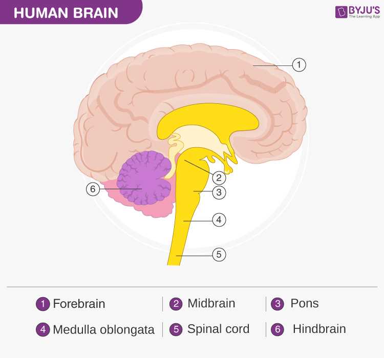 3 parts of the brain diagram