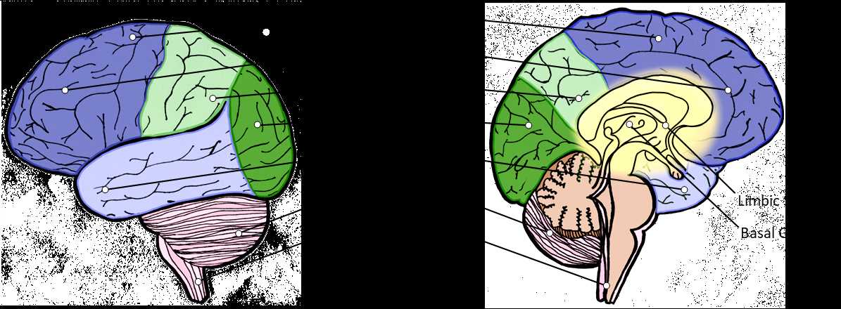 3 parts of the brain diagram