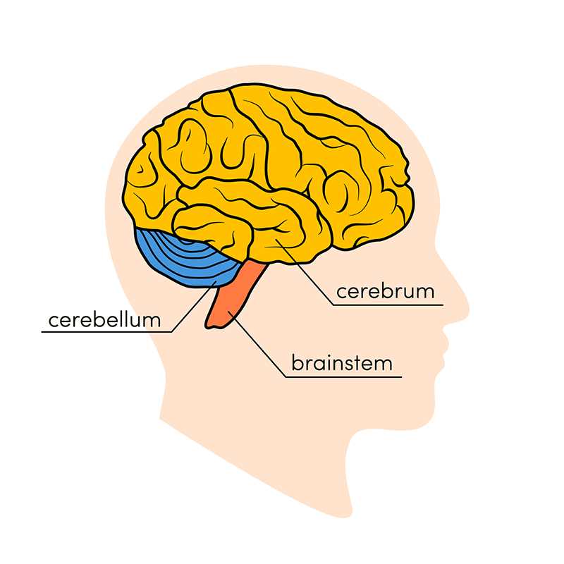 3 parts of the brain diagram