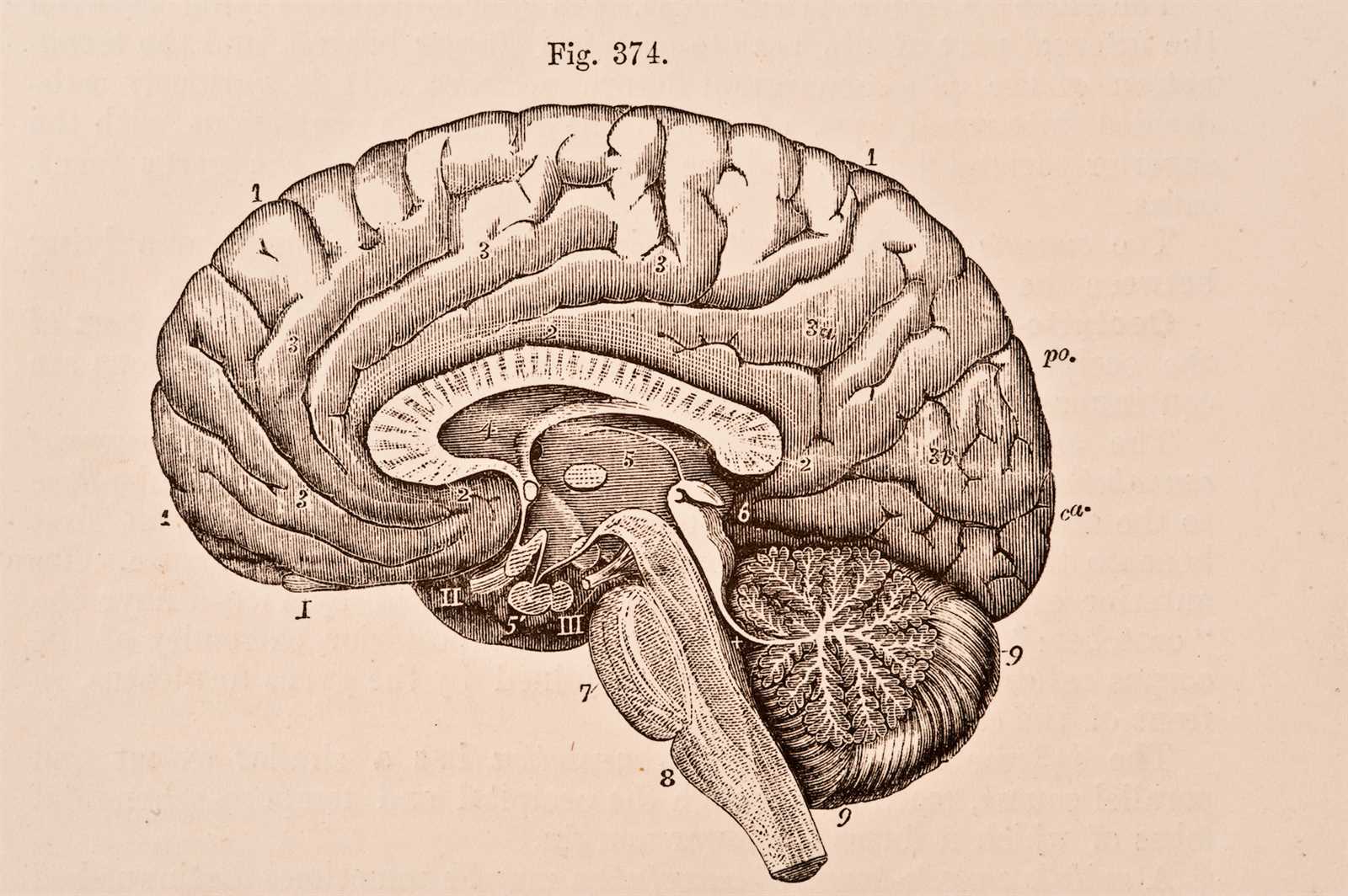 3 parts of the brain diagram