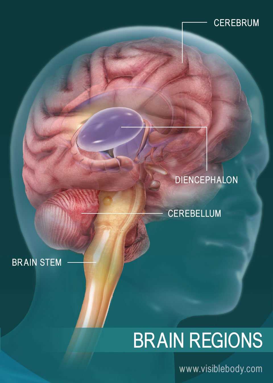 3 parts of the brain diagram