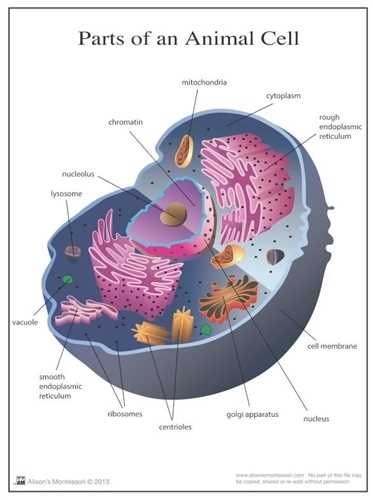 animal cell diagram parts