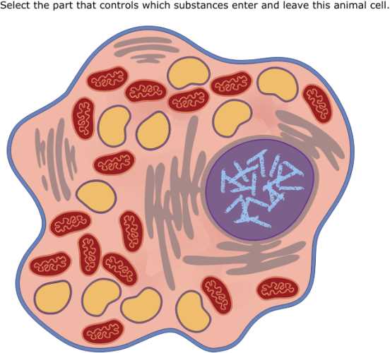 animal cell diagram parts