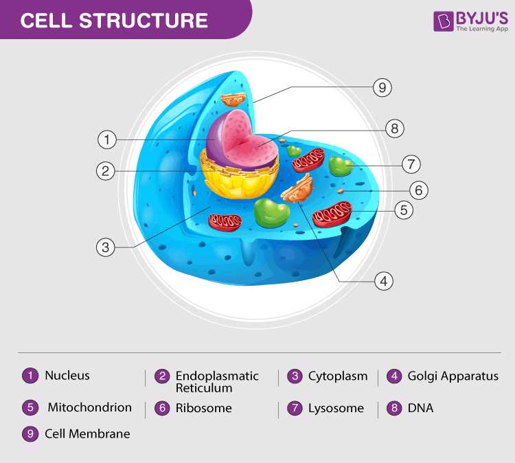 animal cell diagram parts