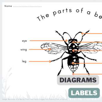 bee body parts diagram