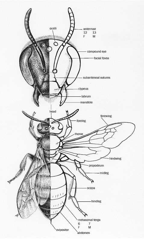 bee body parts diagram