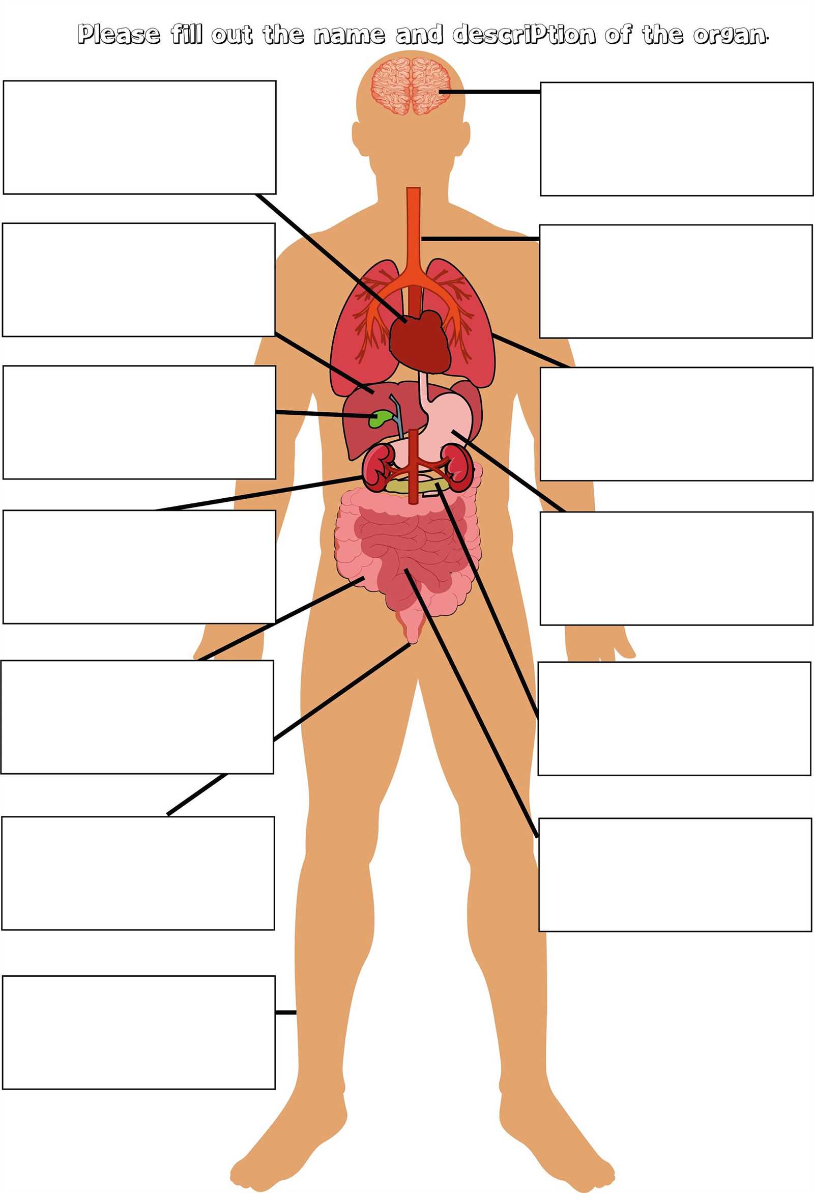 body muscle parts diagram