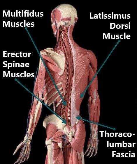 body muscle parts diagram