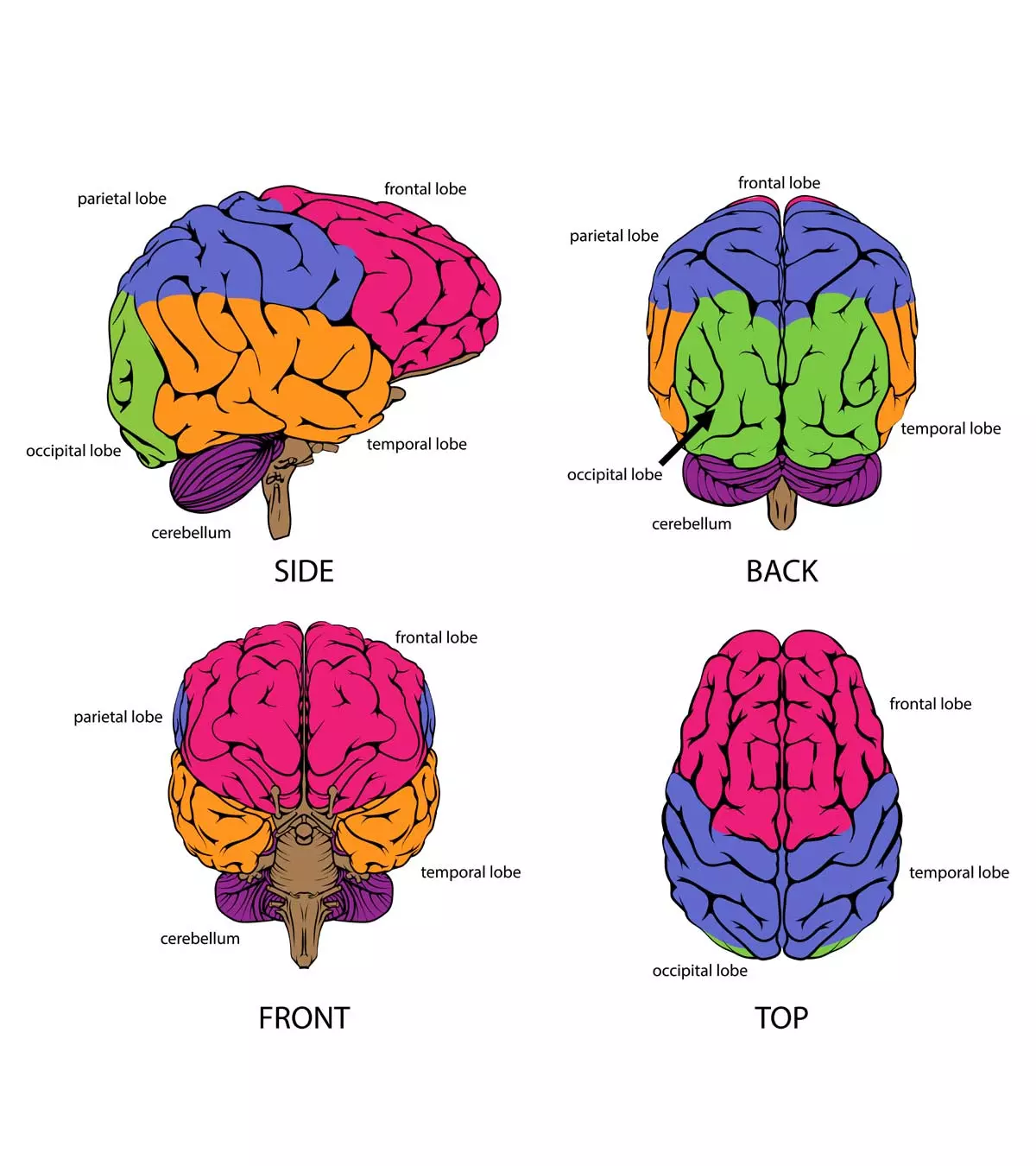 brain diagram and what each part does