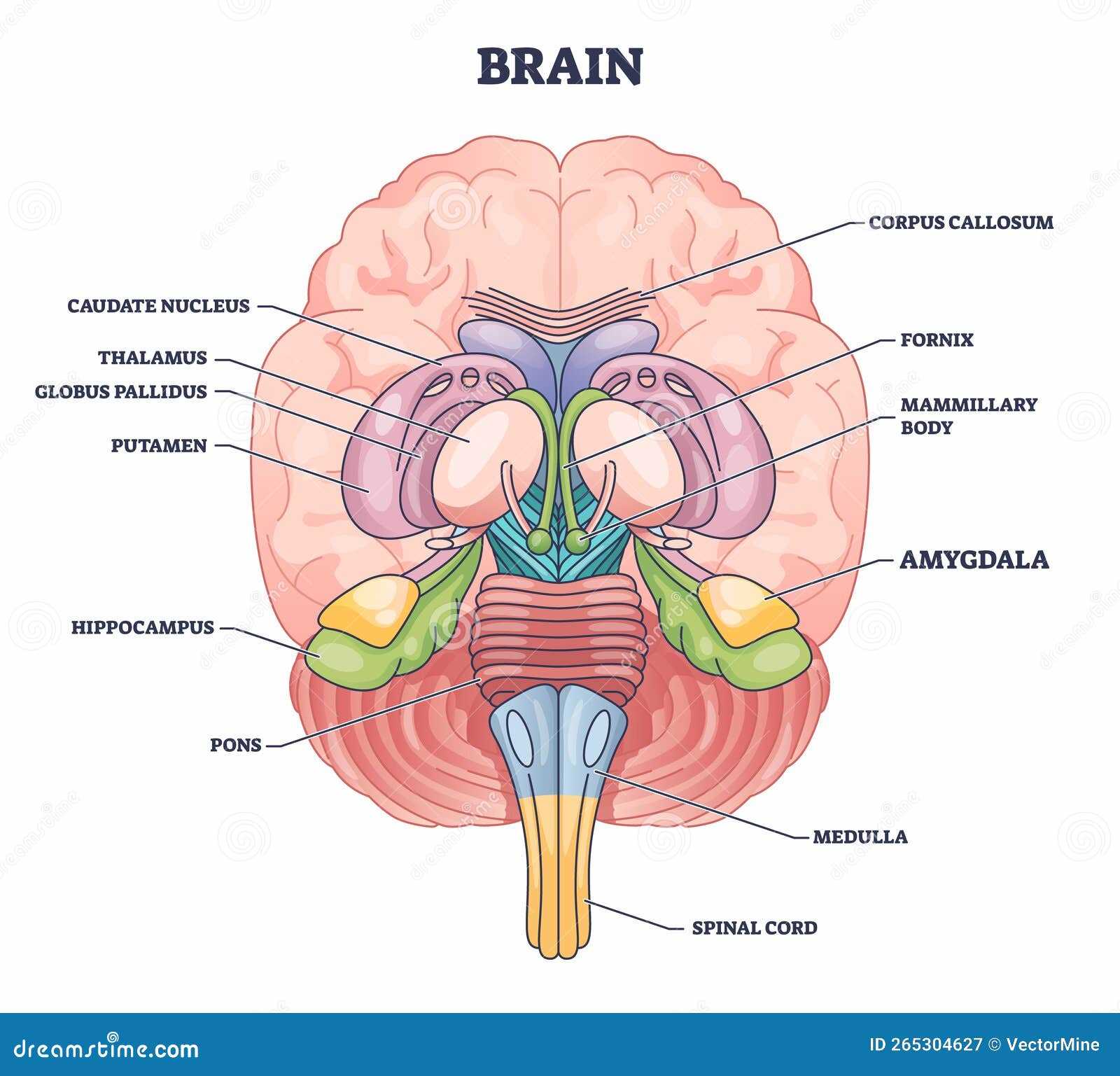 brain diagram and what each part does