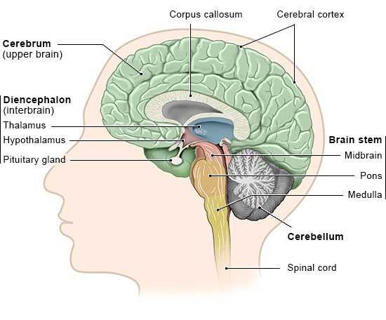 brain diagram and what each part does