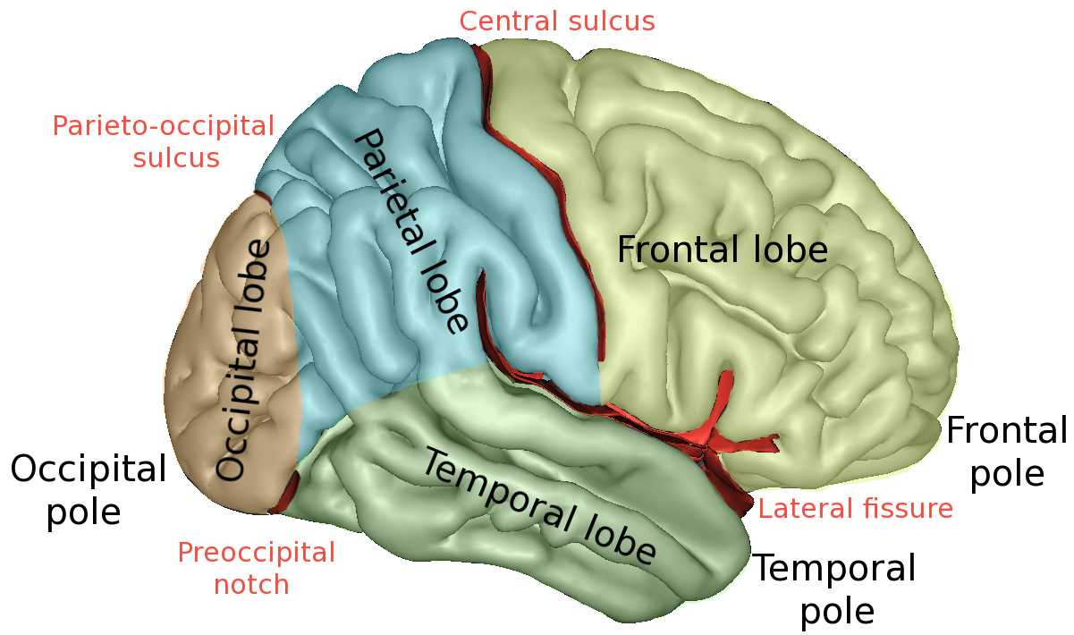 brain diagram parts and functions