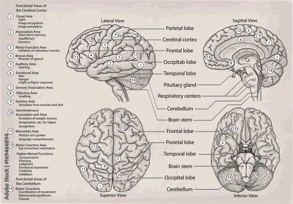 brain diagram parts and functions