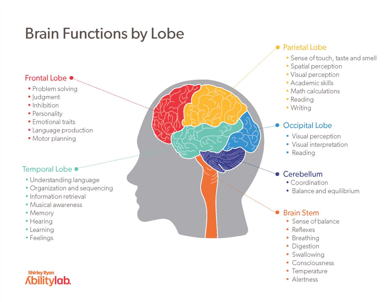 brain diagram parts and functions