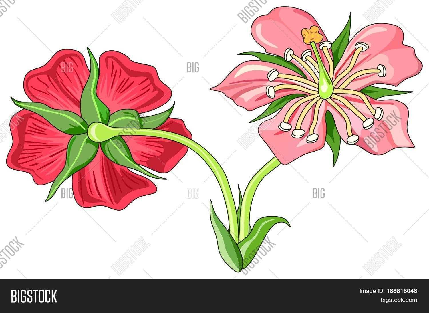 diagram flower parts