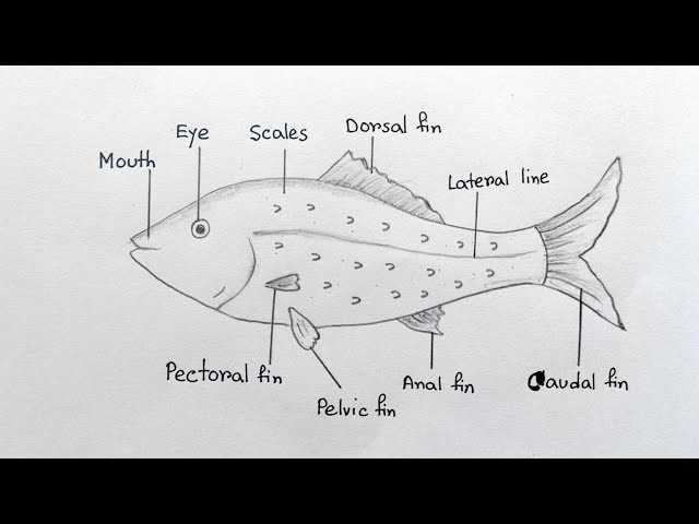 diagram of a fish and its parts