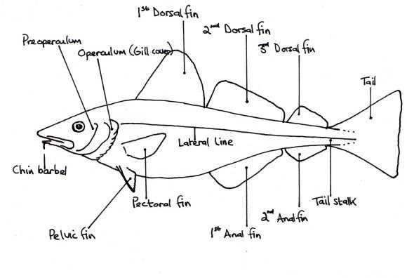 diagram of a fish and its parts