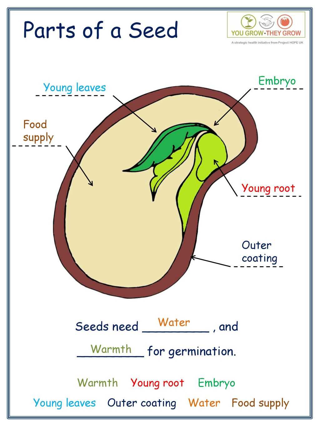 diagram parts of a seed