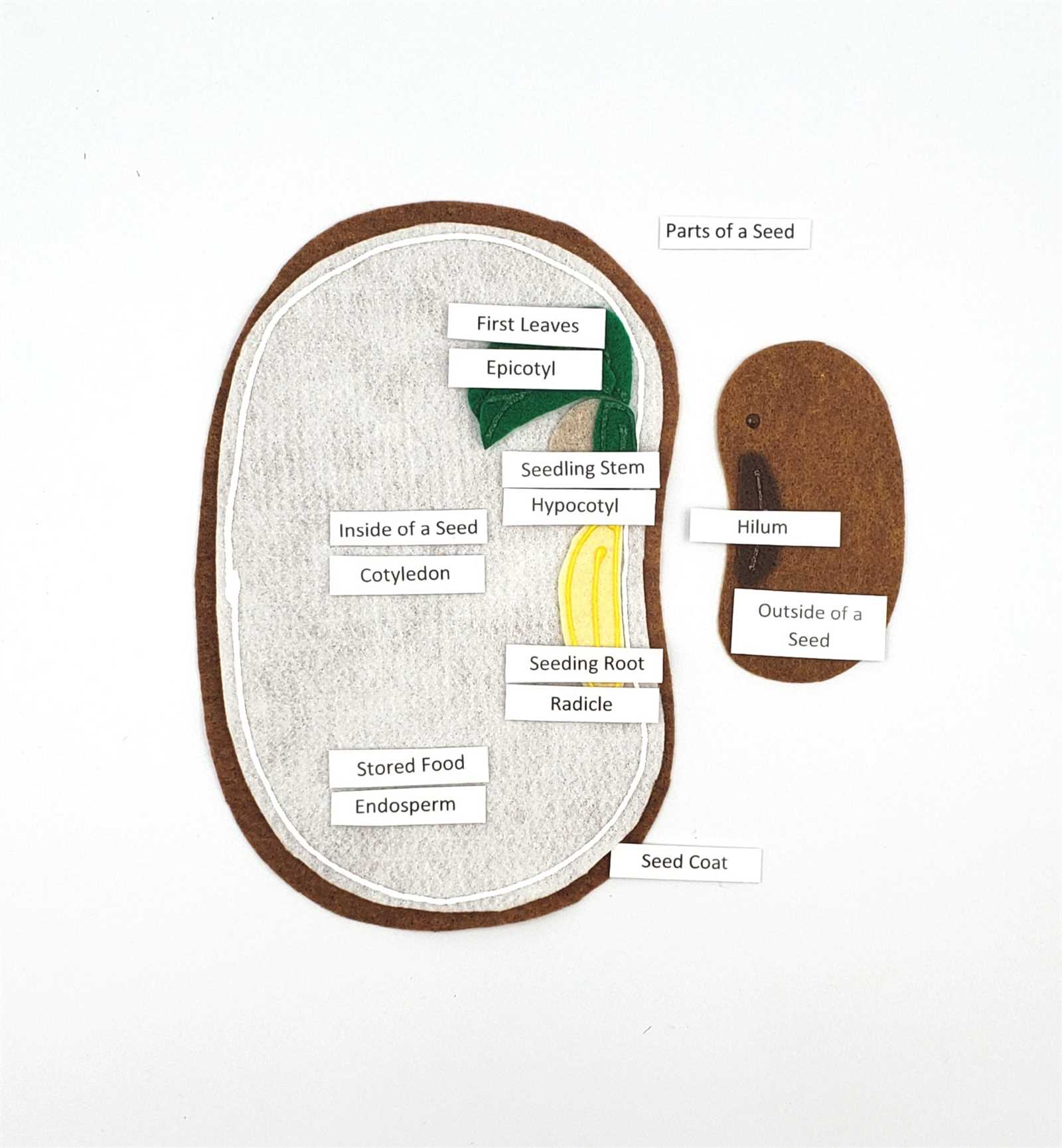 diagram parts of a seed