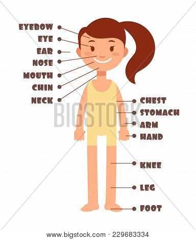 female body parts diagram with names