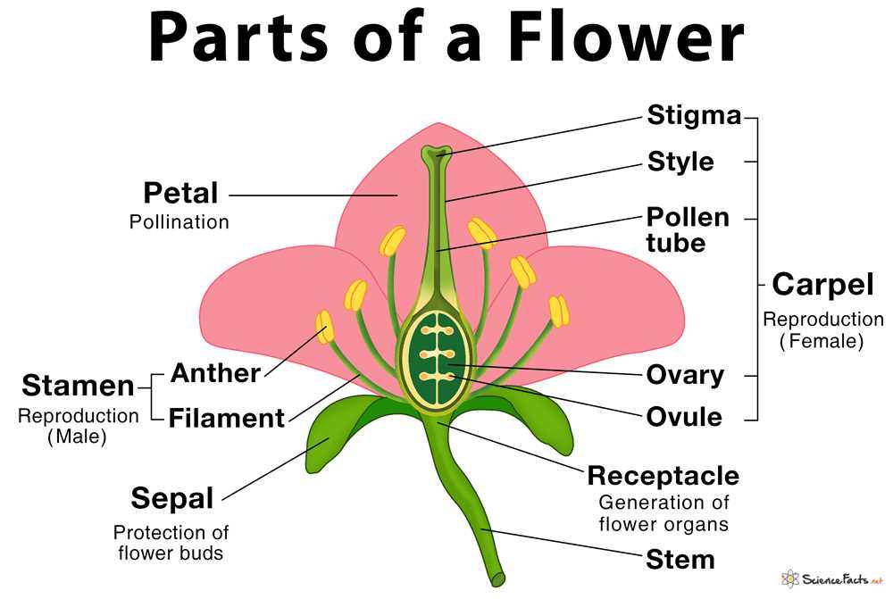 flower parts diagram worksheet