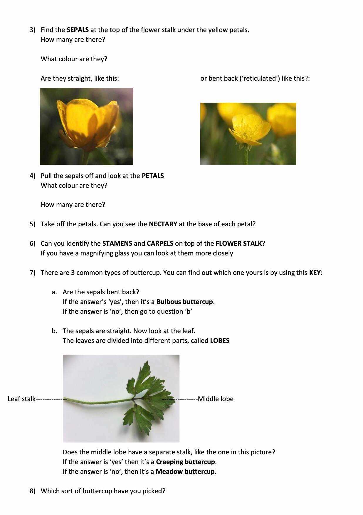 flower parts diagram worksheet