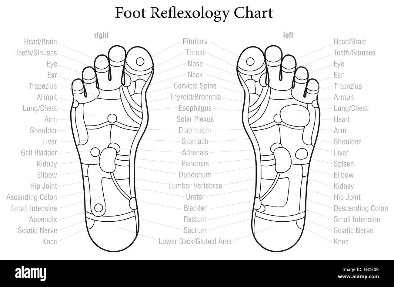 foot diagram body parts