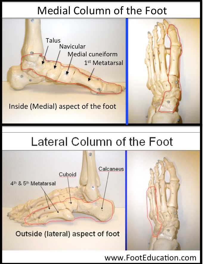 foot diagram body parts