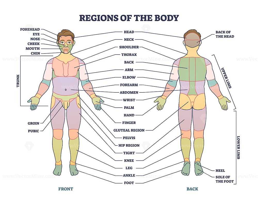 foot diagram body parts