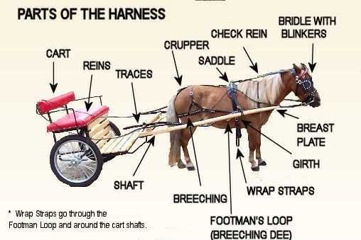 horse cart parts diagram