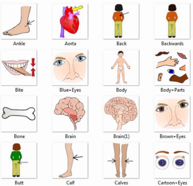 human body parts diagram with names