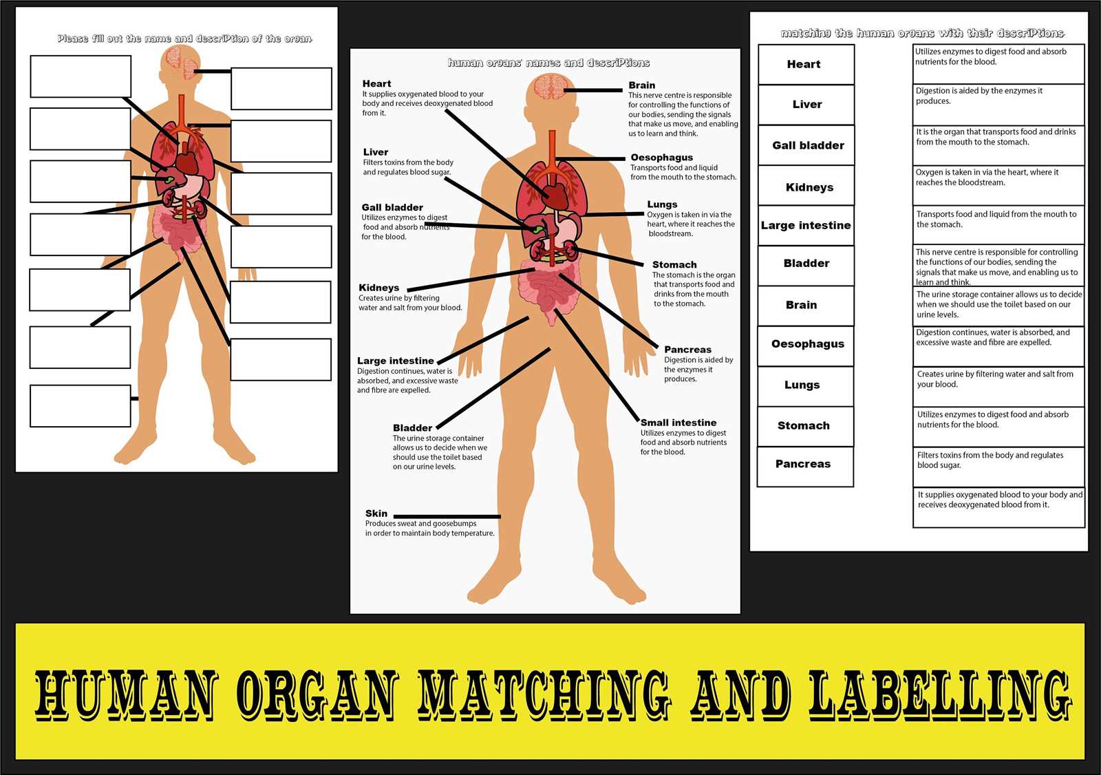 human body parts diagram with names