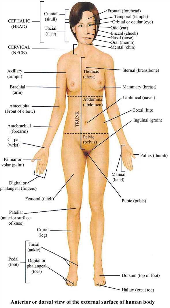 human body parts diagram with names