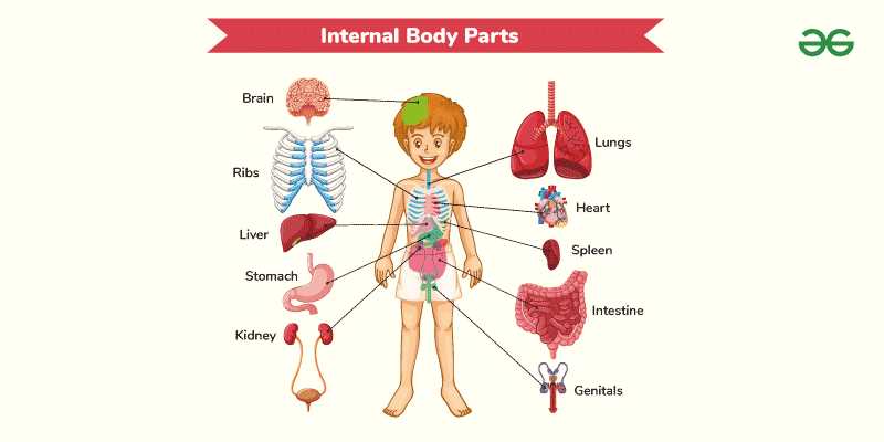 human body parts diagram with names