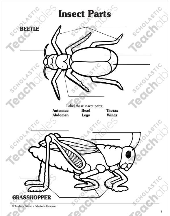 insect body parts diagram for kindergarten