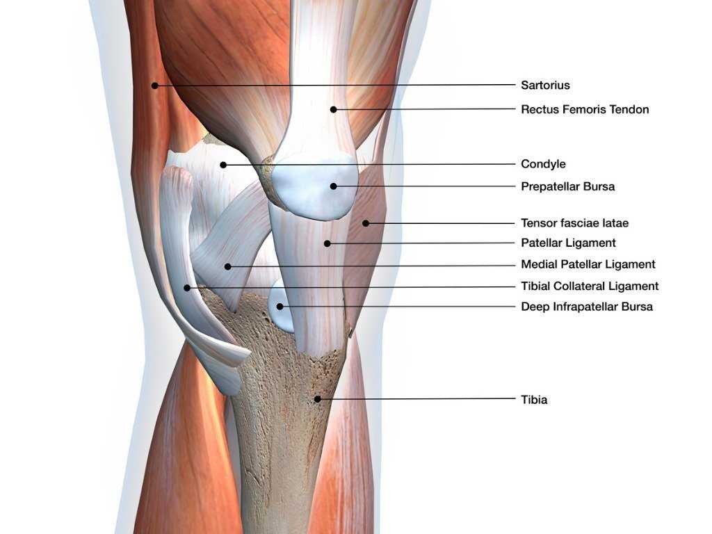 knee parts diagram