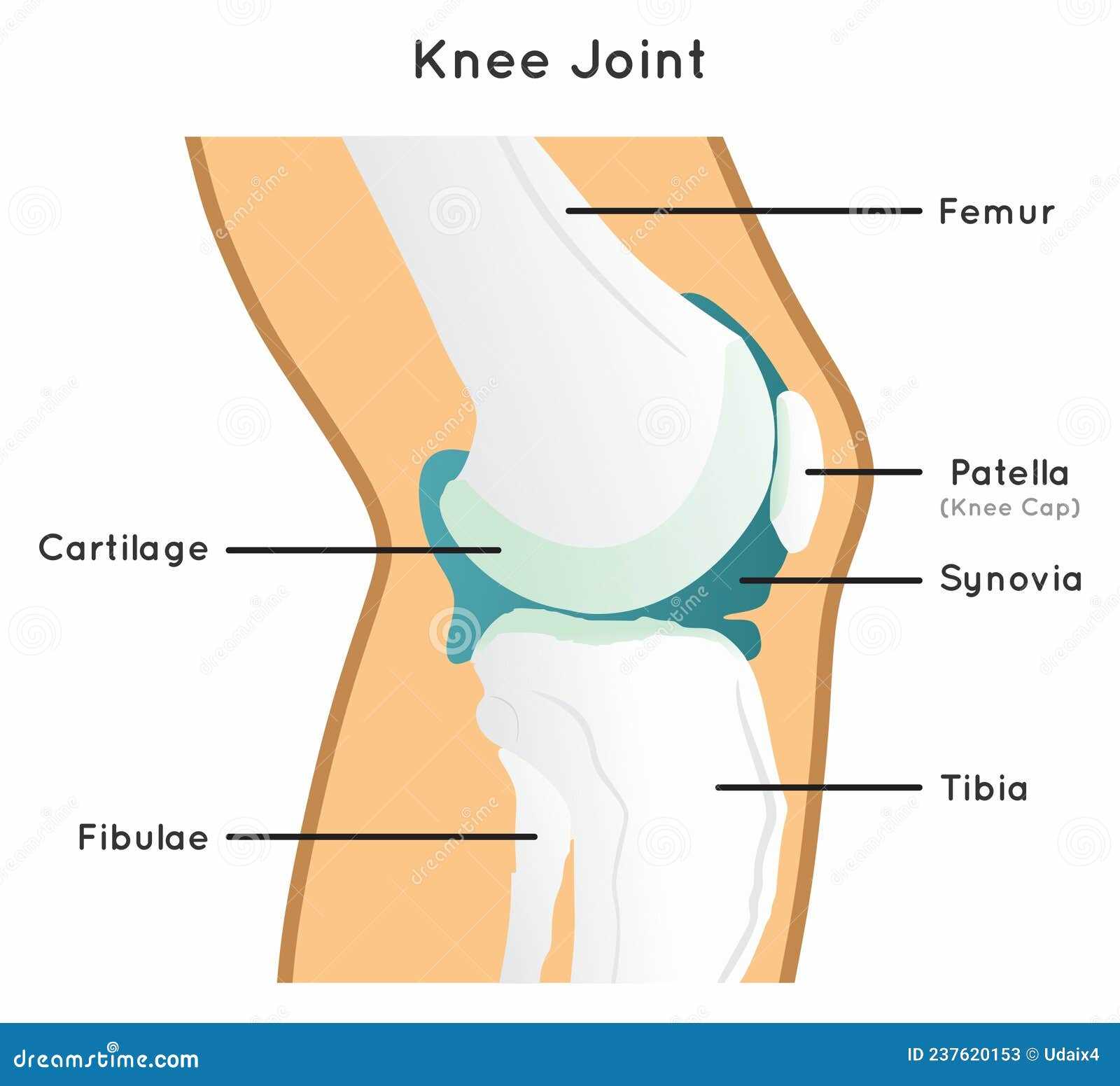 knee parts diagram