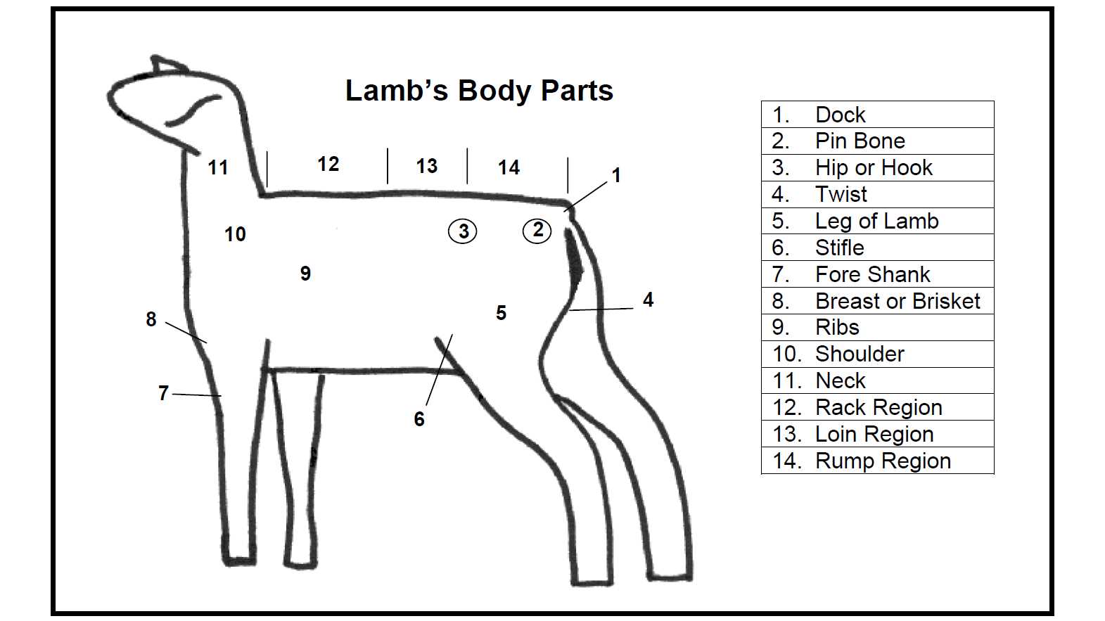 lamb body parts diagram