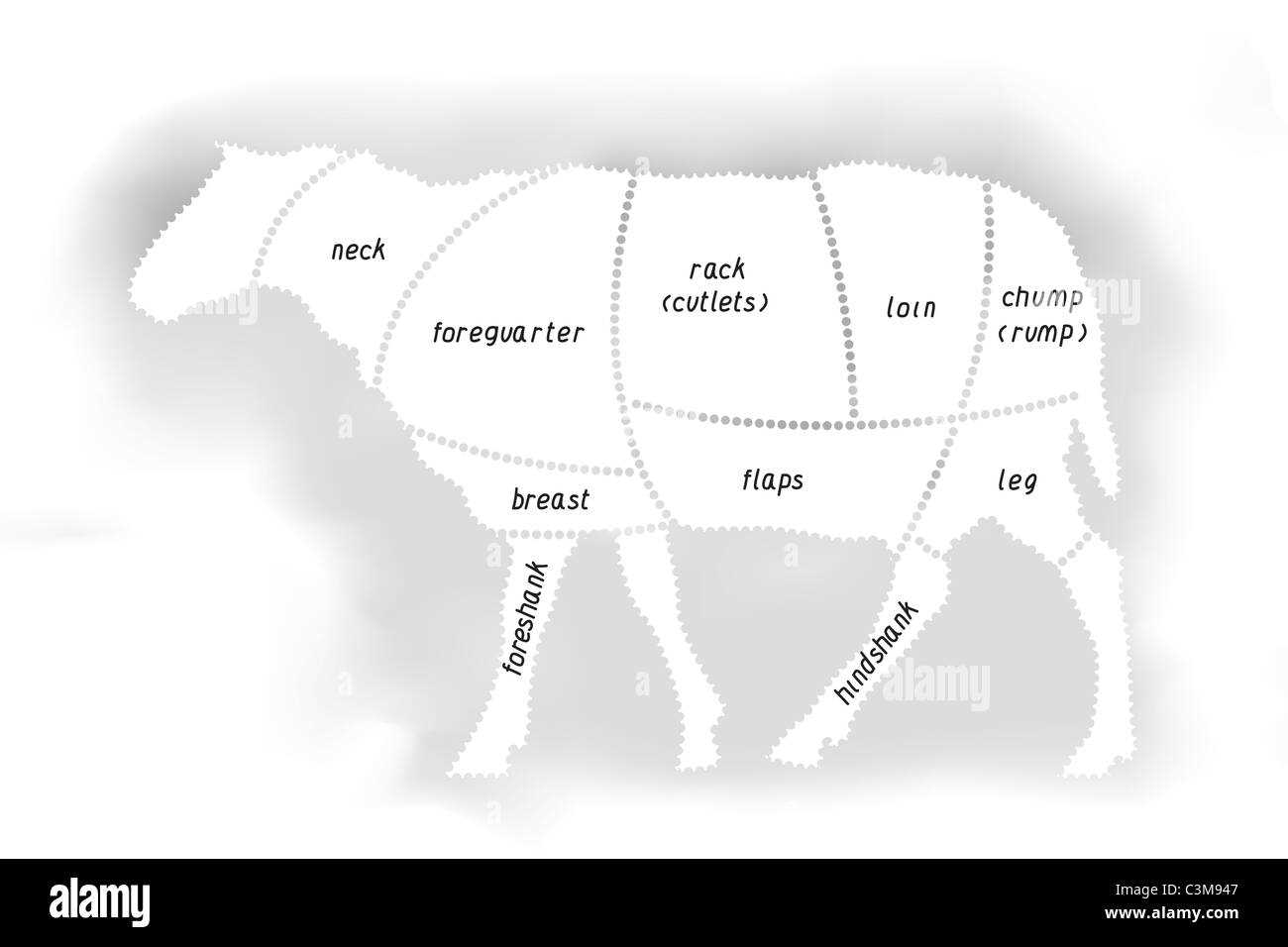 lamb body parts diagram