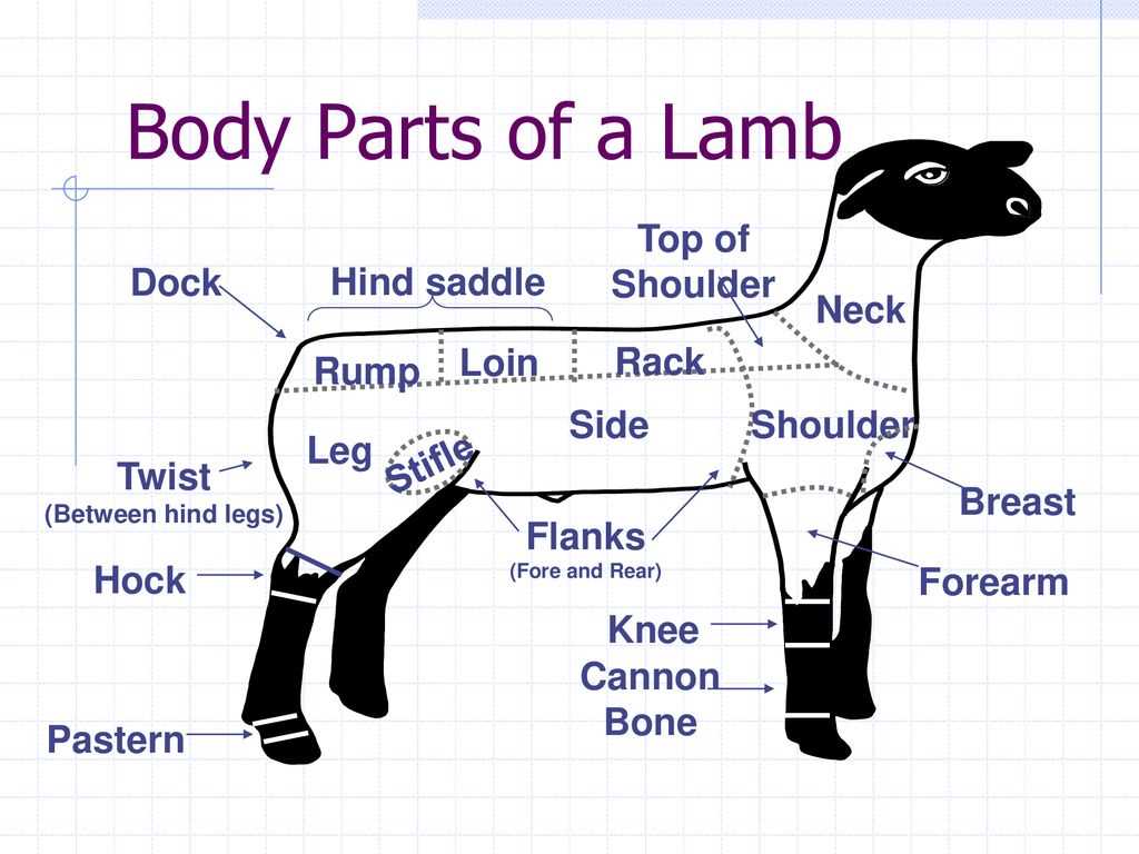 lamb body parts diagram