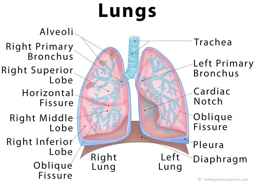 lung parts diagram