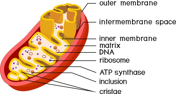 mitochondria diagram with parts