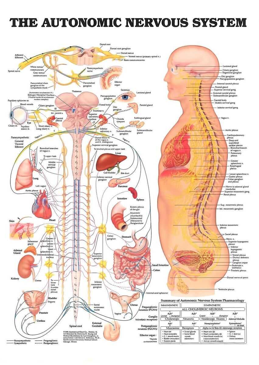 nervous system parts diagram