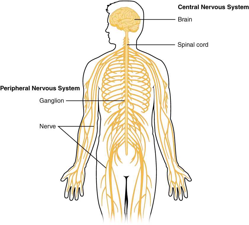 nervous system parts diagram