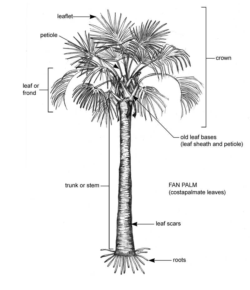 palm tree parts diagram