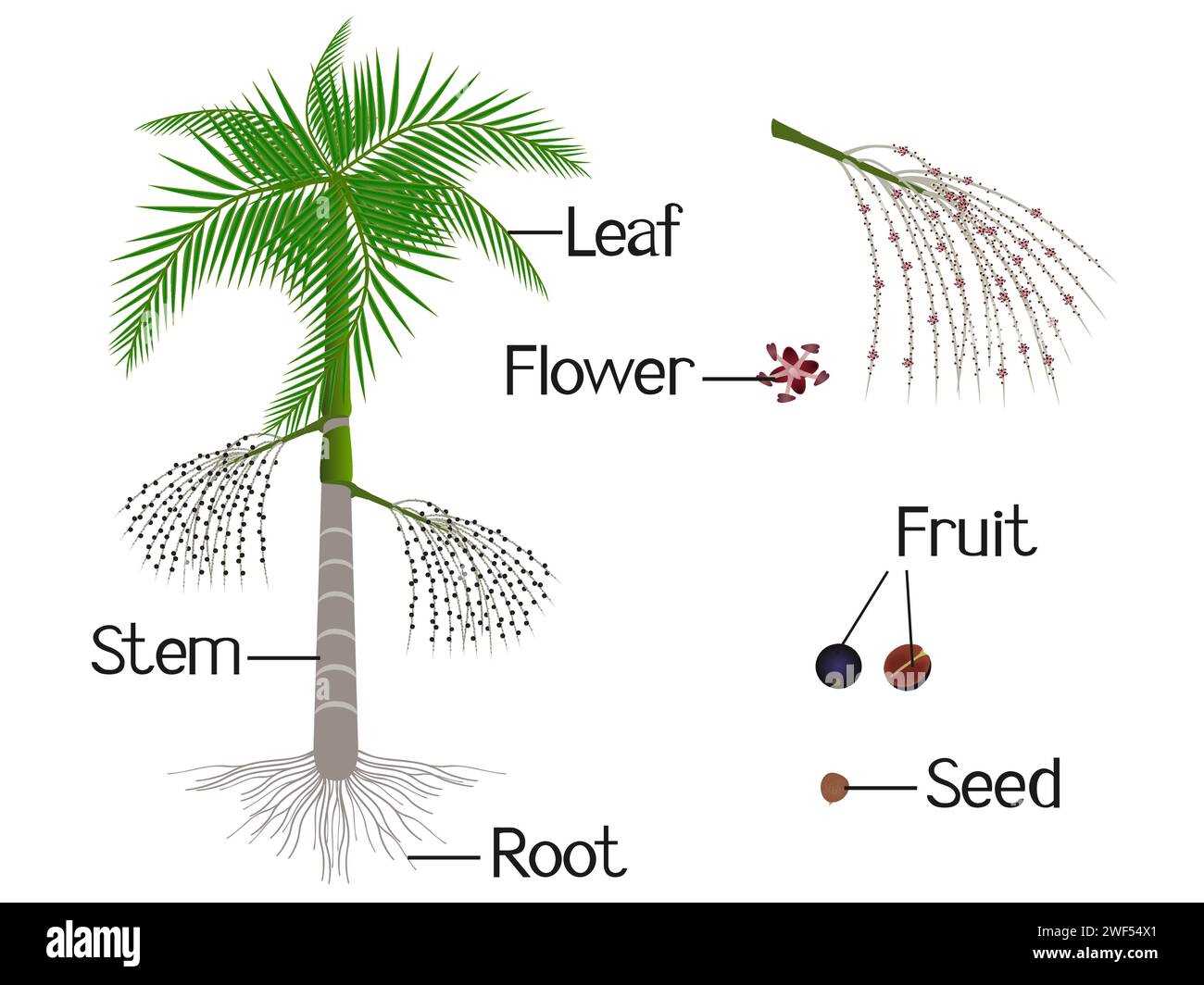 palm tree parts diagram