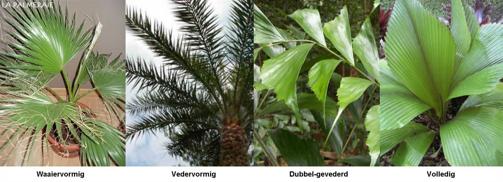 palm tree parts diagram