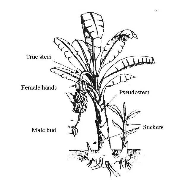 palm tree parts diagram