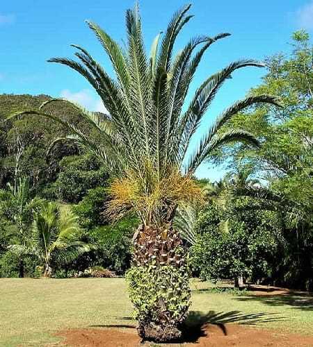palm tree parts diagram